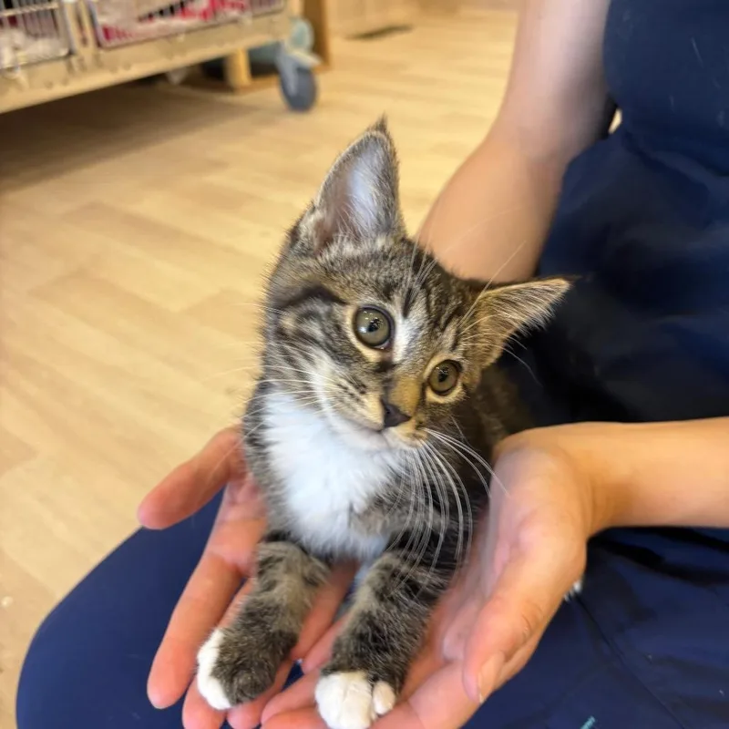 A baby small-sized male Brown / Chocolate Domestic Short Hair cat named Happy for adoption in Spokane, WA