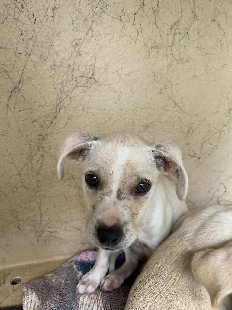 A baby small-sized female Mixed Breed dog named Gretel for adoption in Cartersville , GA