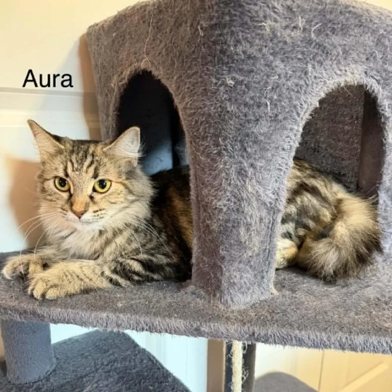 A young medium-sized female Brown / Chocolate Domestic Long Hair cat named Aura for adoption in Buffalo, MN