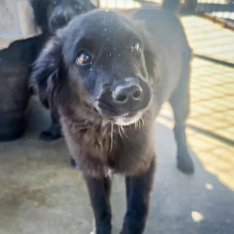 A baby medium-sized male Tricolor (Brown, Black, & White) Mixed Breed dog named Munsi for adoption in Groveland, MA