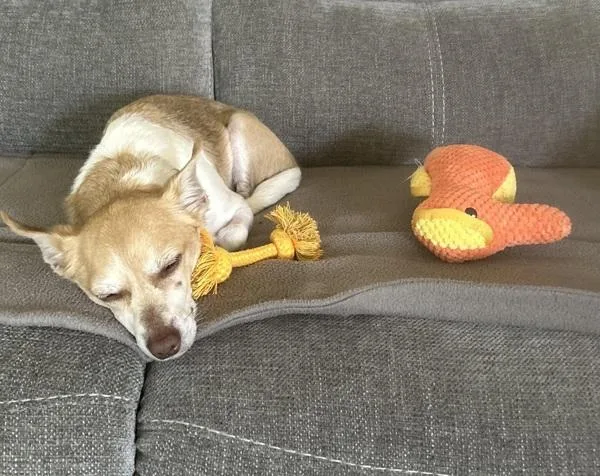 Chico