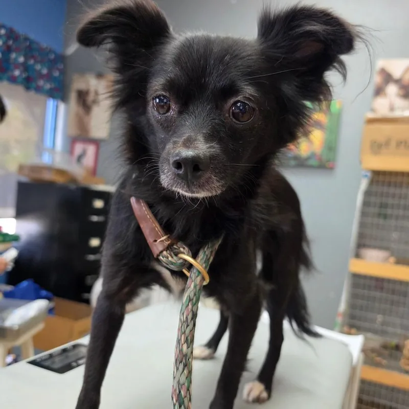 An adult small-sized female Pomeranian dog named Wednesday Chino Hills for adoption in Chino Hills, CA