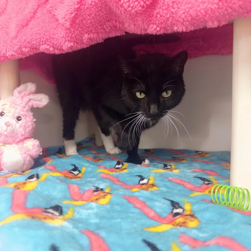 A senior medium-sized female Black Domestic Short Hair cat named Diva for adoption in Clearwater, FL