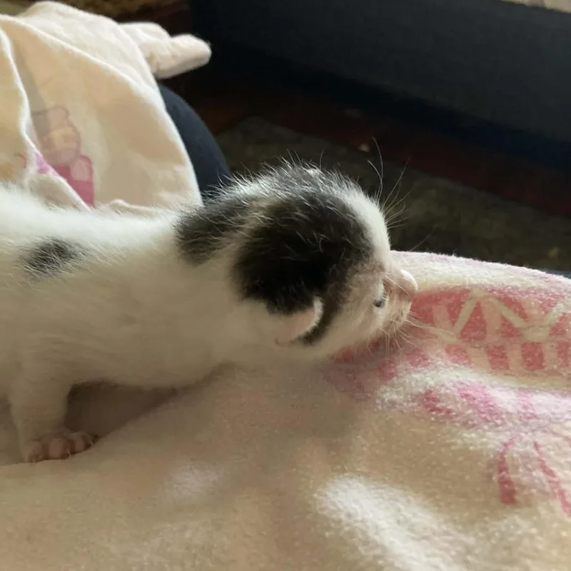 A baby small-sized male White Domestic Short Hair cat named Domino for adoption in Bentonville, AR