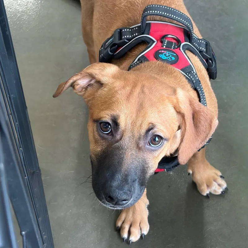 A young medium-sized male Red / Chestnut / Orange Pit Bull Terrier dog named Phoenix for adoption in Mokena, IL