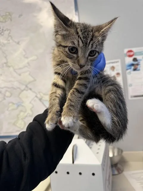 A baby small-sized female Domestic Short Hair cat named Bowie for adoption in San Jose, CA