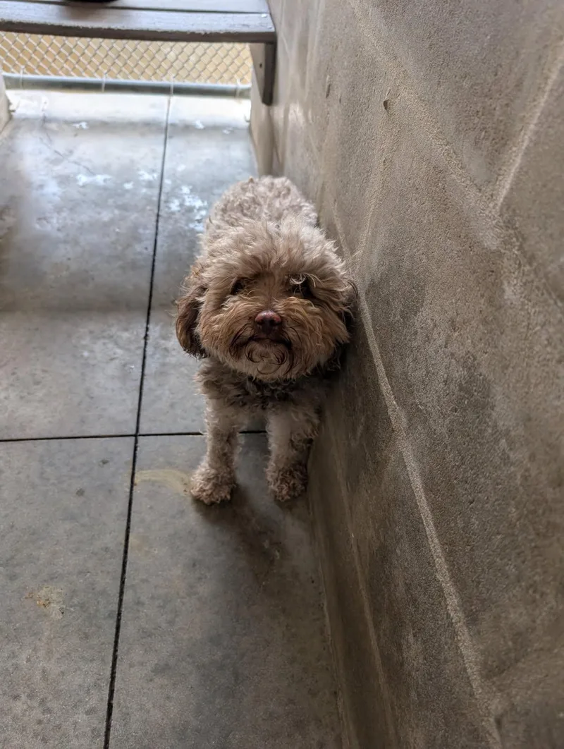 An adult small-sized female Yorkshire Terrier dog named Drama for adoption in Bradenton, FL