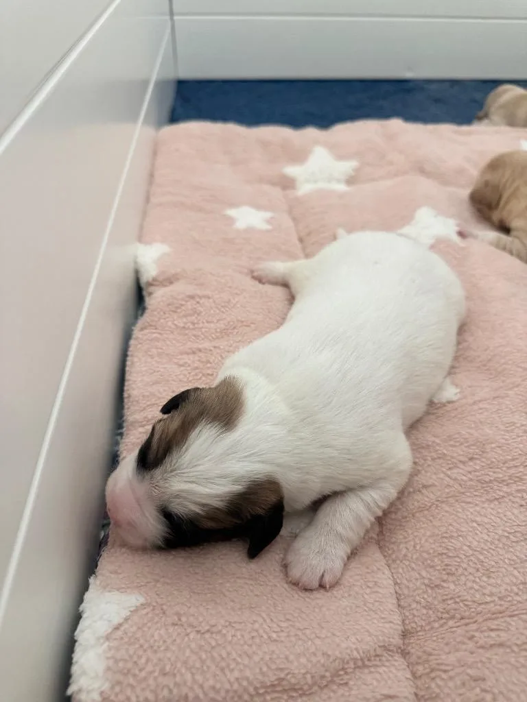 A baby medium-sized male Hound dog named Rob for adoption in Burnsville, NC