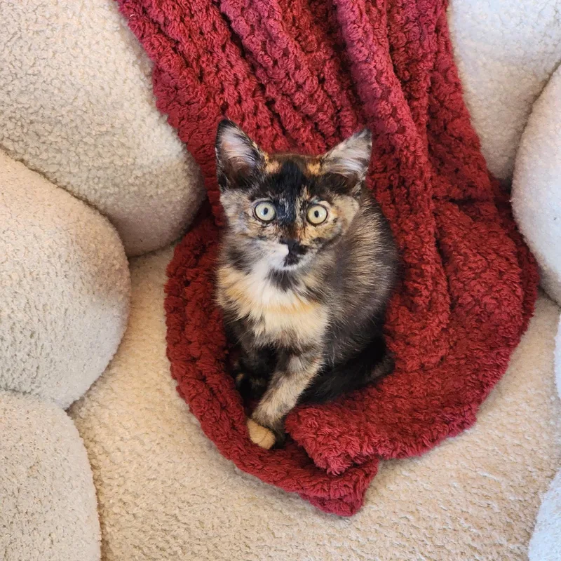 A baby medium-sized female Tortoiseshell cat named Dahlia Hawthorne for adoption in Woodinville, WA
