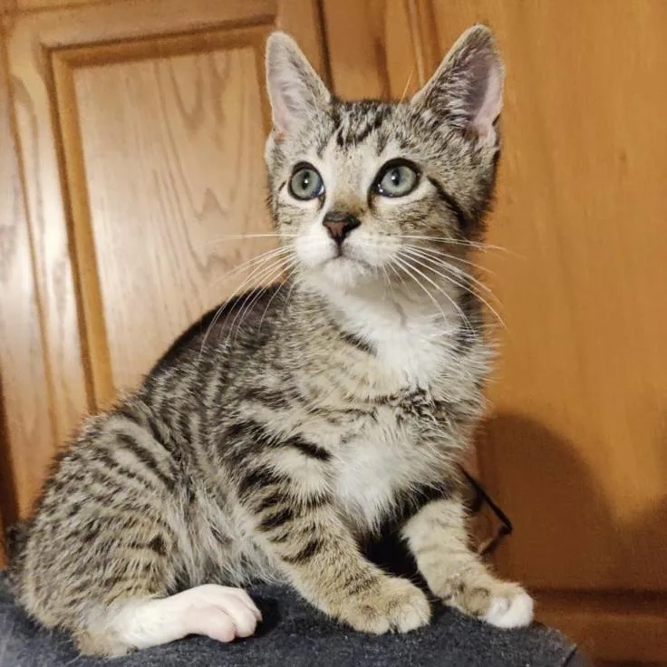 A baby small-sized male Domestic Short Hair cat named Thunderfoot for adoption in Hagerstown, MD