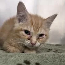 A baby small-sized male Orange / Red Domestic Short Hair cat named Nacho for adoption in Gloucester, VA