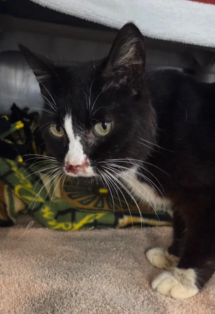 An adult small-sized male Domestic Short Hair cat named Goob for adoption in Olean, NY