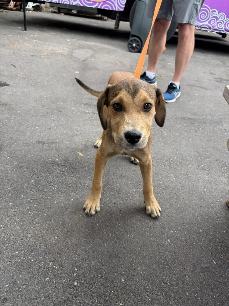 A baby medium-sized male Brown / Chocolate Retriever dog named Elton for adoption in Valley Stream, NY