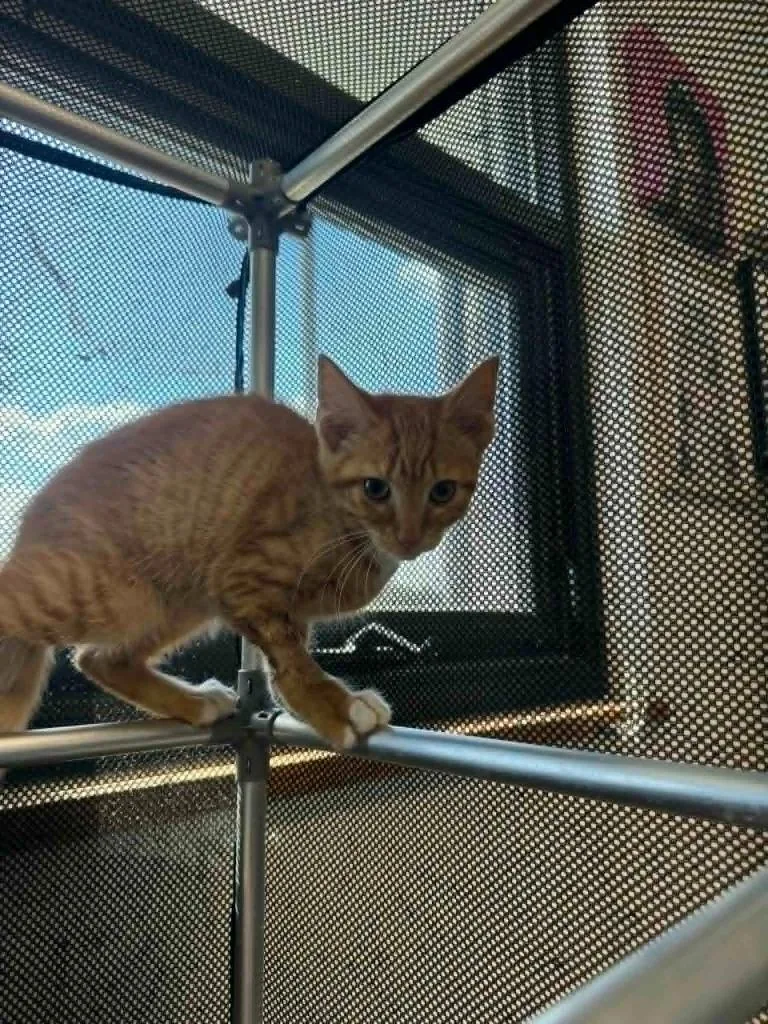 A baby medium-sized male Domestic Short Hair cat named Dreamsicle for adoption in Marion, OH