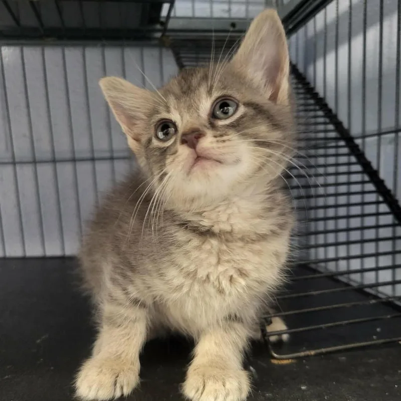 A baby small-sized male Gray / Blue / Silver Domestic Short Hair cat named Harmony Bear for adoption in Martinsville, VA