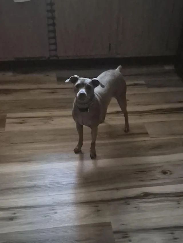 A young small-sized male Gray / Blue / Silver Miniature Pinscher dog named Fred Flint Stone for adoption in RUSSIAVILLE, IN