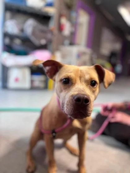 An adult medium-sized female Pit Bull Terrier dog named Grasshopper for adoption in Hobart, IN