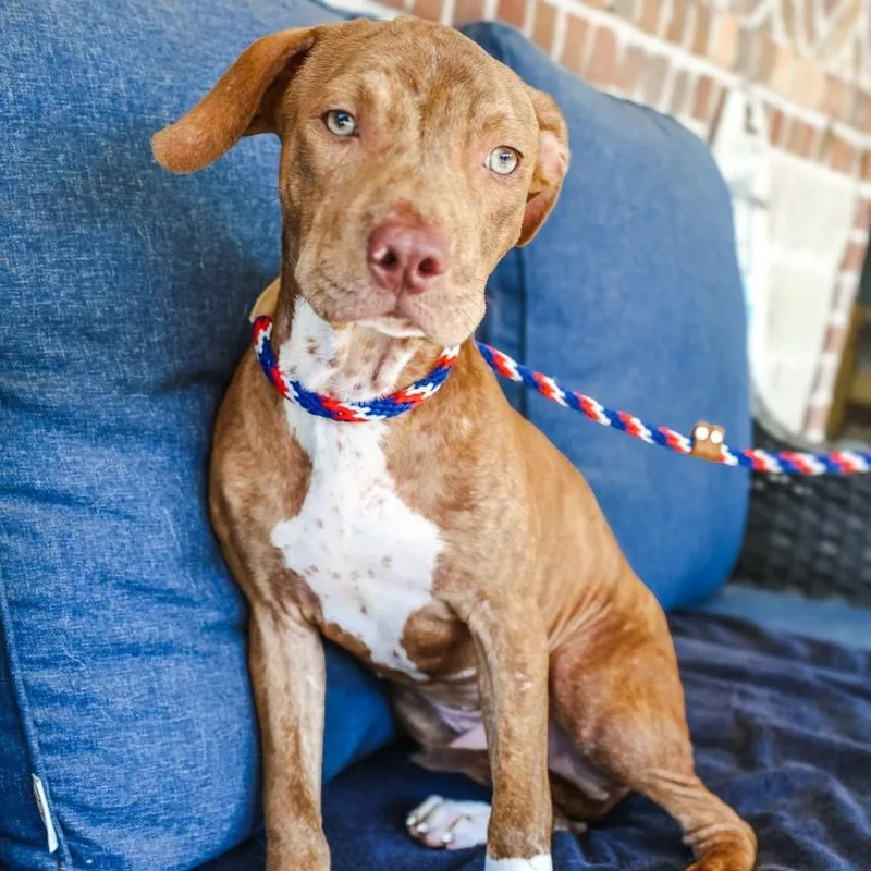 A young medium-sized male Pit Bull Terrier dog named Fred for adoption in Mansfield, TX