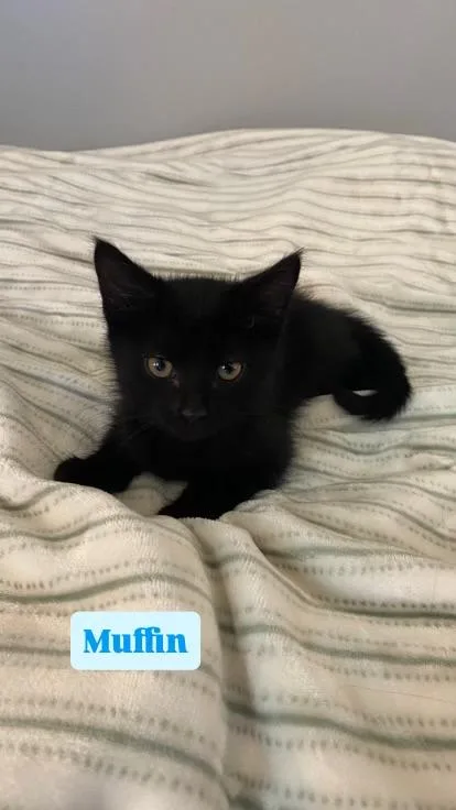 A baby medium-sized male Domestic Short Hair cat named Muffin for adoption in Crown Point, IN