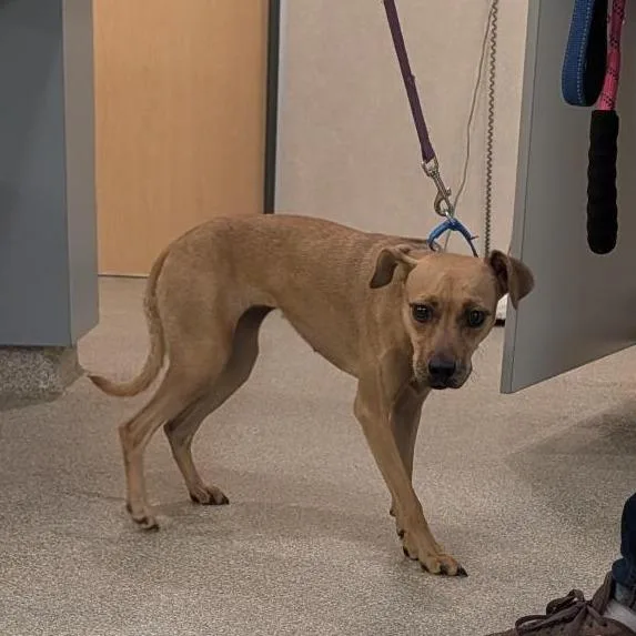 A young medium-sized female Yellow / Tan / Blond / Fawn Mixed Breed dog named Princess for adoption in Jacksonville, FL