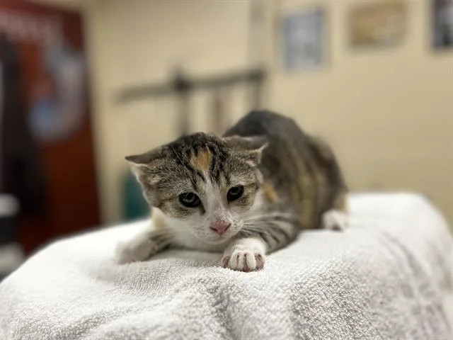A baby small-sized female Domestic Short Hair cat named Jezzabel for adoption in Aliquippa, PA