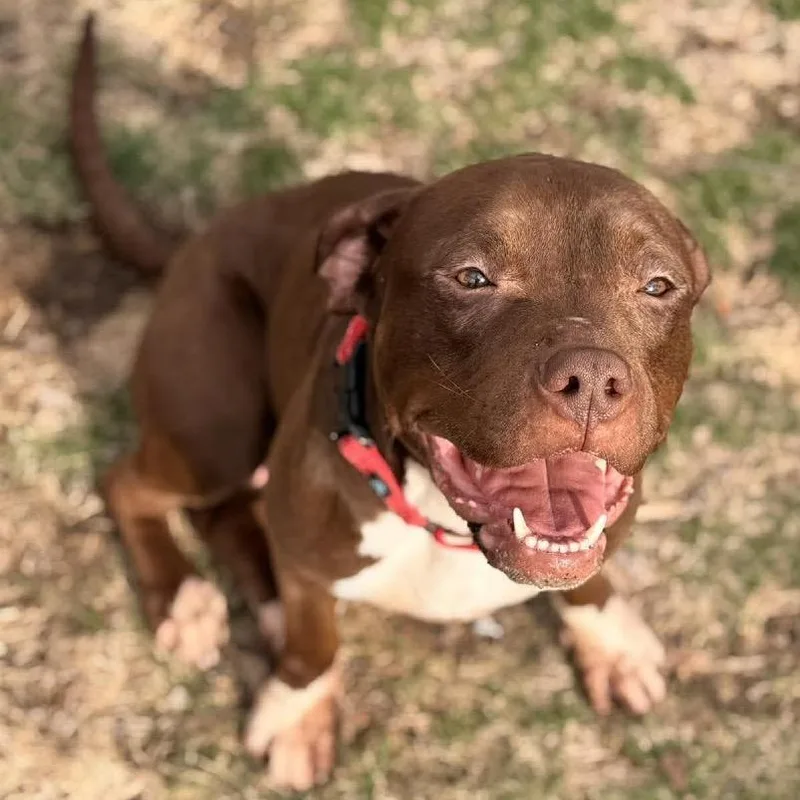 A young medium-sized female Brown / Chocolate Pit Bull Terrier dog named Cait for adoption in Buffalo, MN