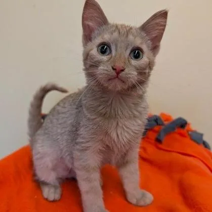 A baby small-sized female Tabby (Orange / Red) Domestic Short Hair cat named Cutie for adoption in Rochester, MN