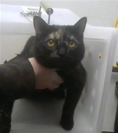 An adult small-sized female Domestic Short Hair cat named Lucy for adoption in Albuquerque, NM
