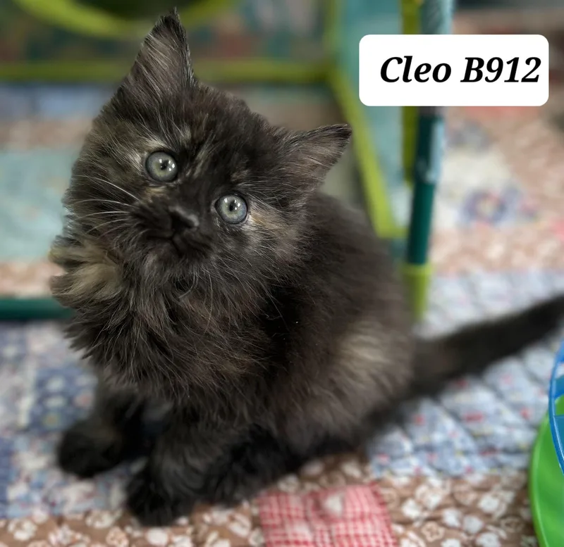 Cleo