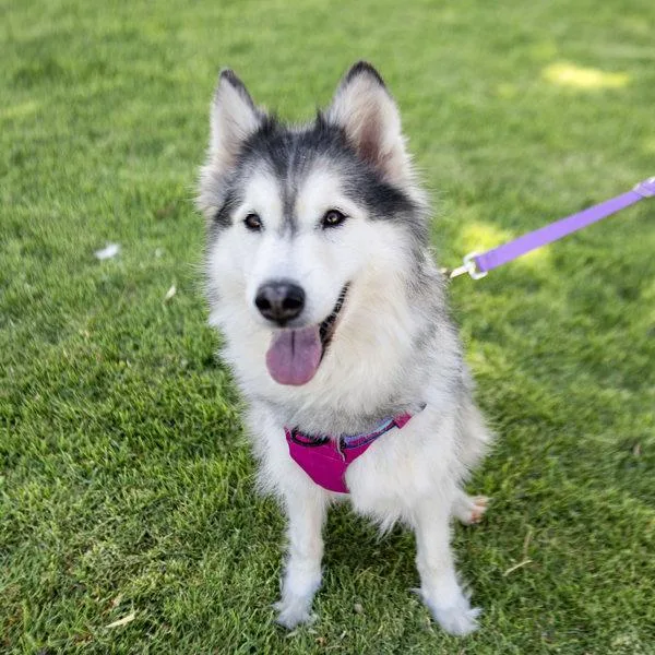 An adult large-sized female Siberian Husky dog named Aurora for adoption in Oakland, CA