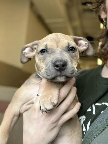A baby large-sized male Mixed Breed dog named Gunner for adoption in Munster, IN