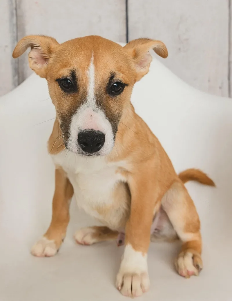 A baby medium-sized male Yellow / Tan / Blond / Fawn Shepherd dog named Root beer for adoption in Greensburg, PA