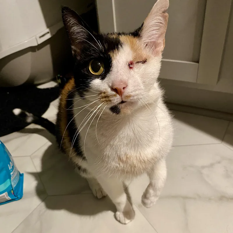 Illumination thumbnail 2