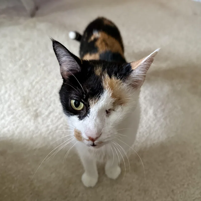 Illumination thumbnail 3