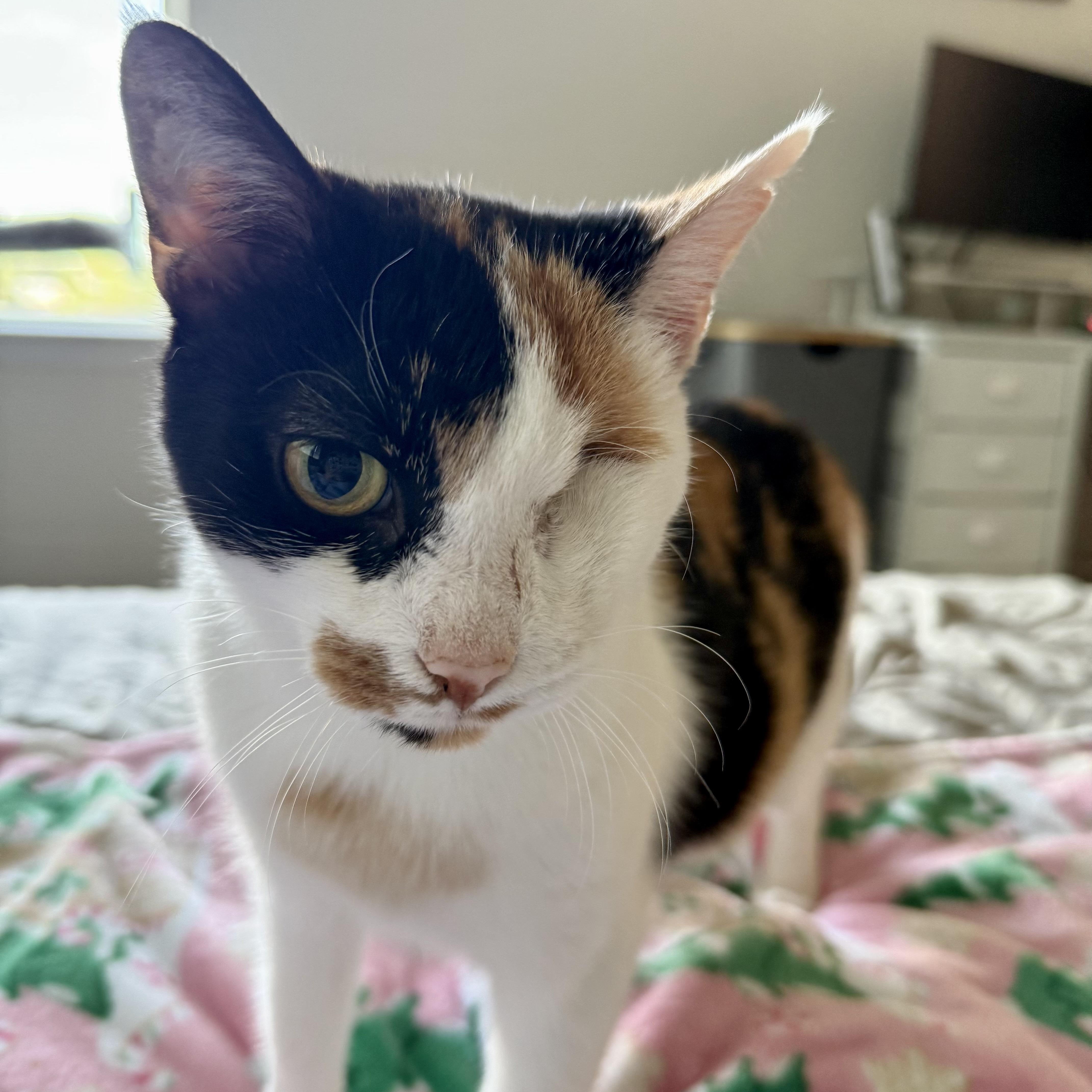 Illumination thumbnail 4