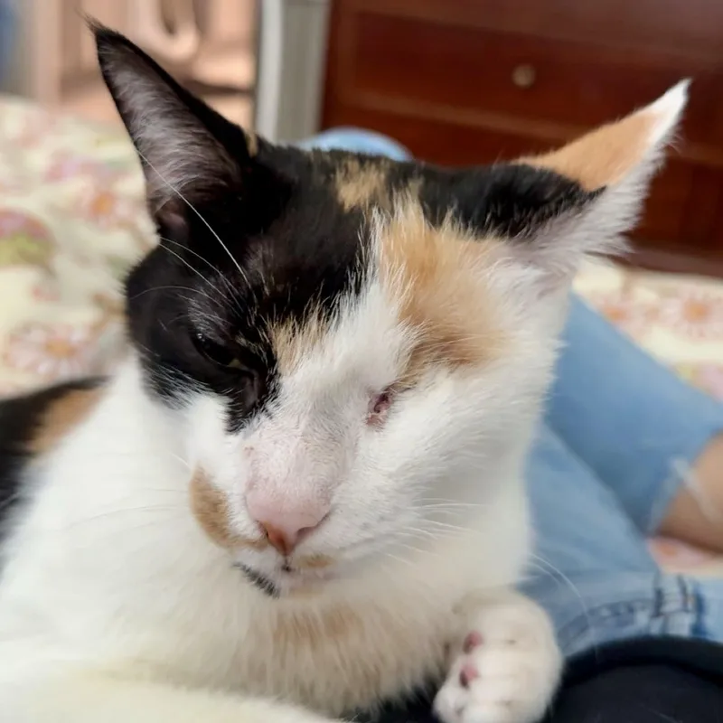 Illumination thumbnail 5