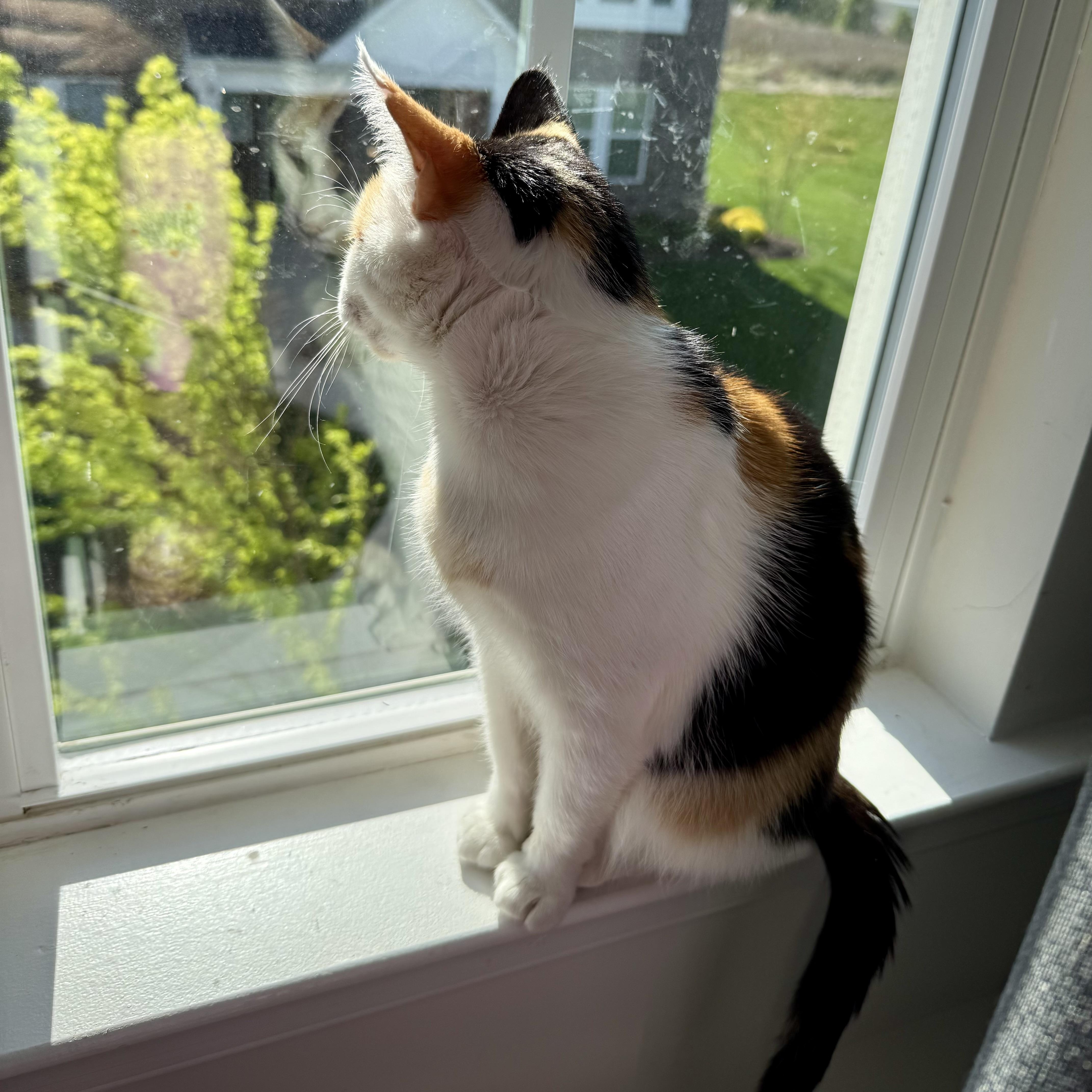 Illumination thumbnail 6