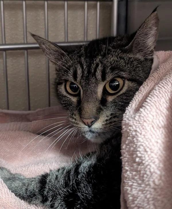 A young medium-sized female Domestic Short Hair cat named Dora for adoption in Vancouver, WA