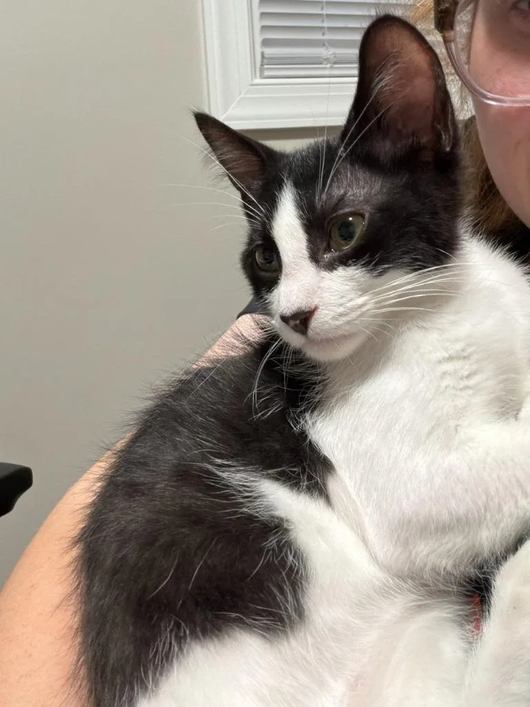 A baby small-sized male Domestic Short Hair cat named Dream Float for adoption in Augusta, GA