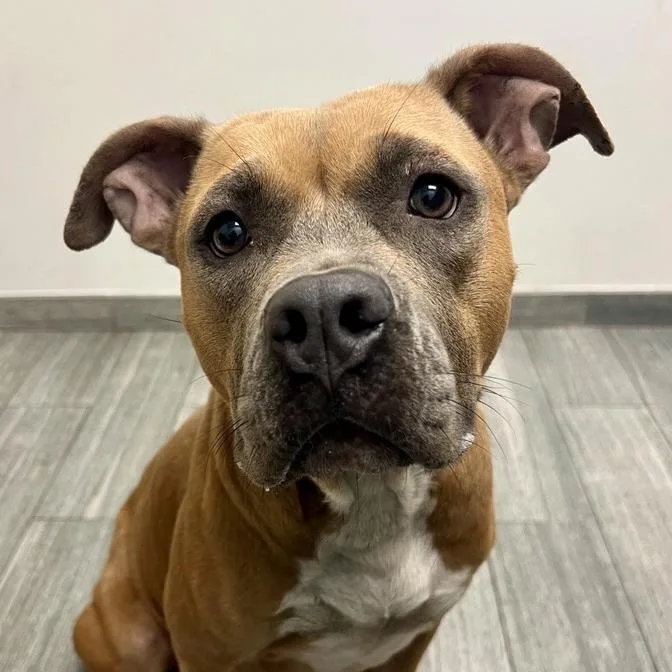 An adult large-sized female Yellow / Tan / Blond / Fawn Mixed Breed dog named Nala for adoption in Jacksonville, FL