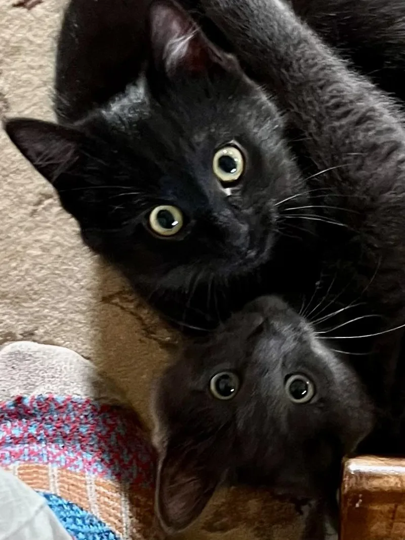 Harry & Sally thumbnail 5