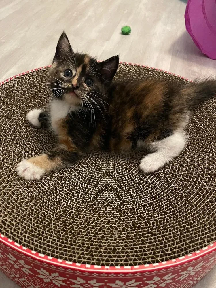 Ember