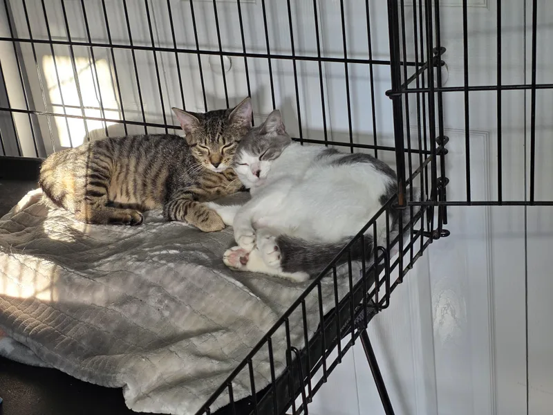 A baby medium-sized female Tabby (Brown / Chocolate) Domestic Short Hair cat named Piper for adoption in Wilmington, NC