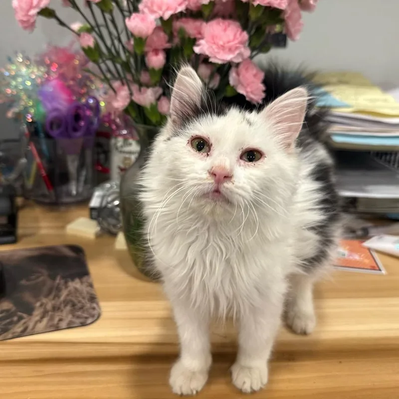 A young small-sized male Black & White / Tuxedo Domestic Long Hair cat named Taylor for adoption in Temecula, CA