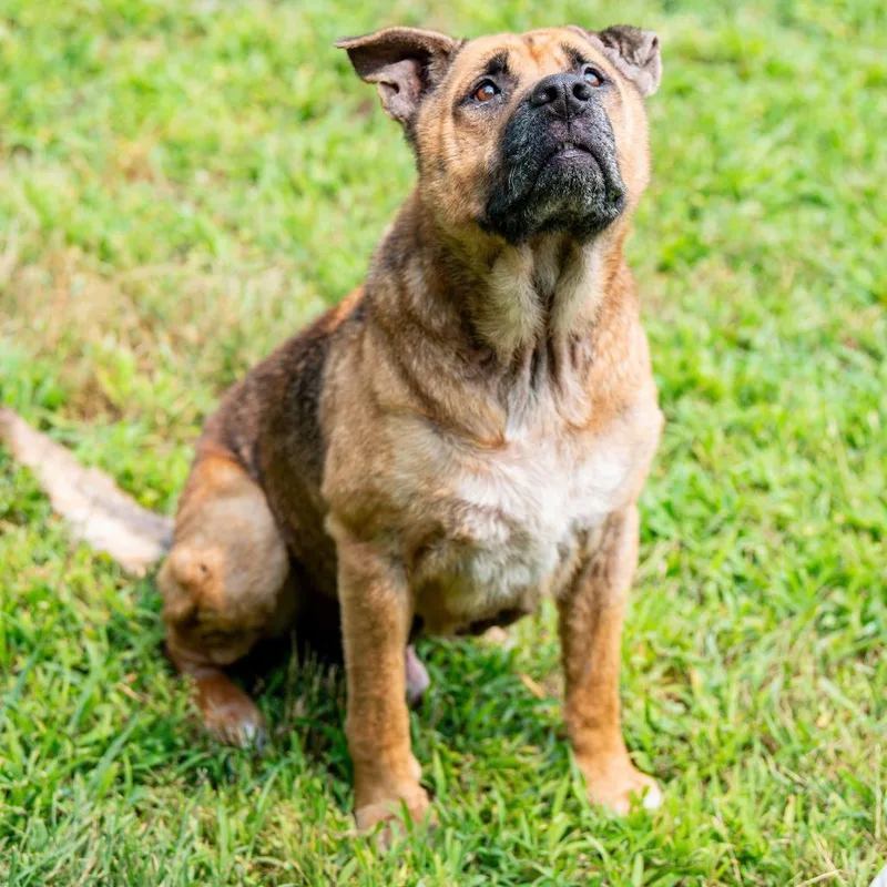 A senior medium-sized male Shepherd dog named Thurgood Avail on for adoption in Kennebunk, ME