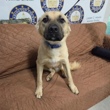 An adult large-sized male Shepherd dog named Linguine for adoption in Kansas City, MO
