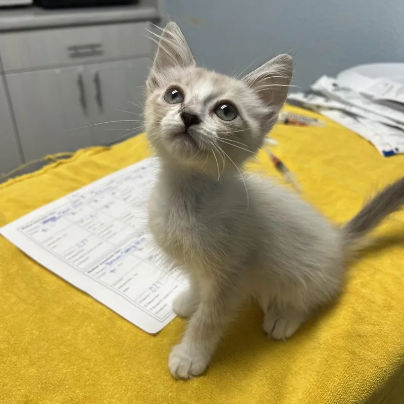 A baby small-sized female Brown / Chocolate Domestic Short Hair cat named Lottie for adoption in Riverside, CA