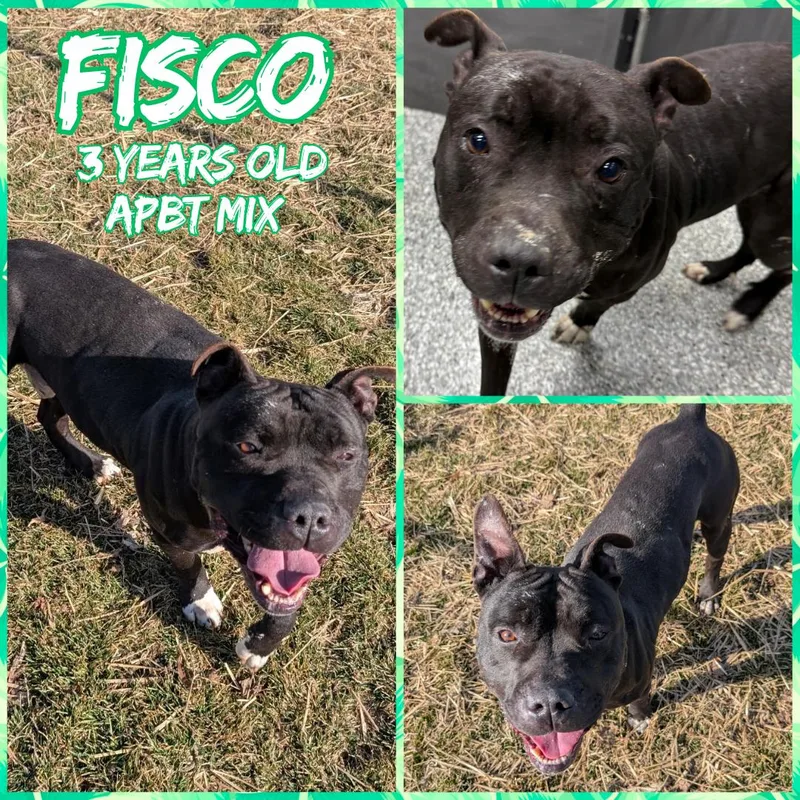 An adult large-sized male Black Pit Bull Terrier dog named Fisco for adoption in Franklin, IN