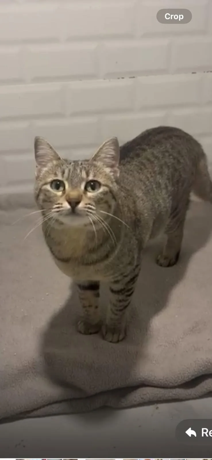 An adult medium-sized female Domestic Short Hair cat named Lila for adoption in Herndon, VA