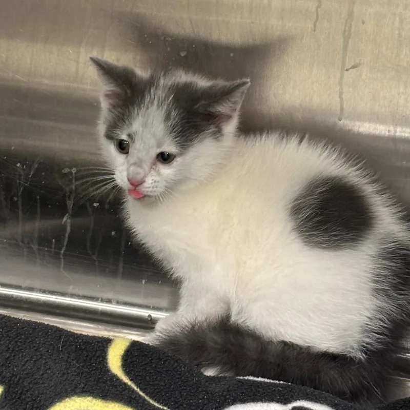 A baby small-sized male White Domestic Short Hair cat named Lenny for adoption in Brookfield, MO